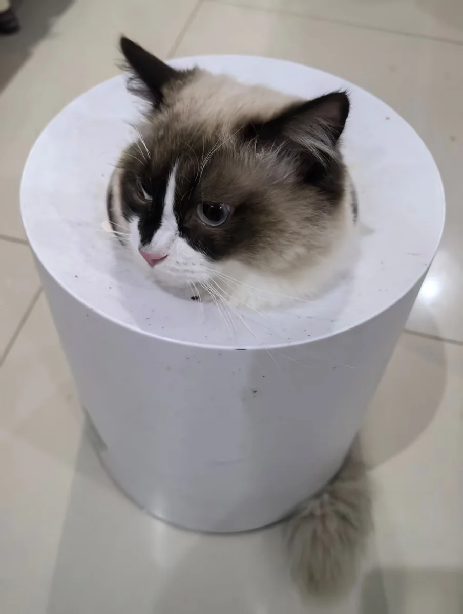 布偶猫灰灰从套着塑料袋的垃圾桶里探出头